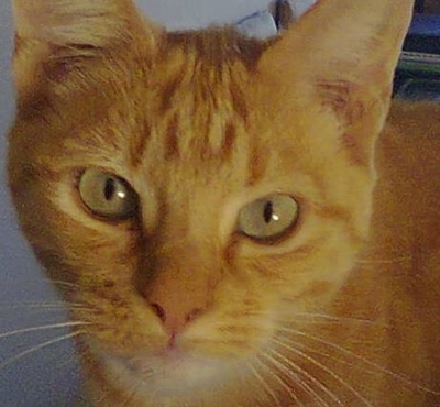 Gemmerkat word vermis